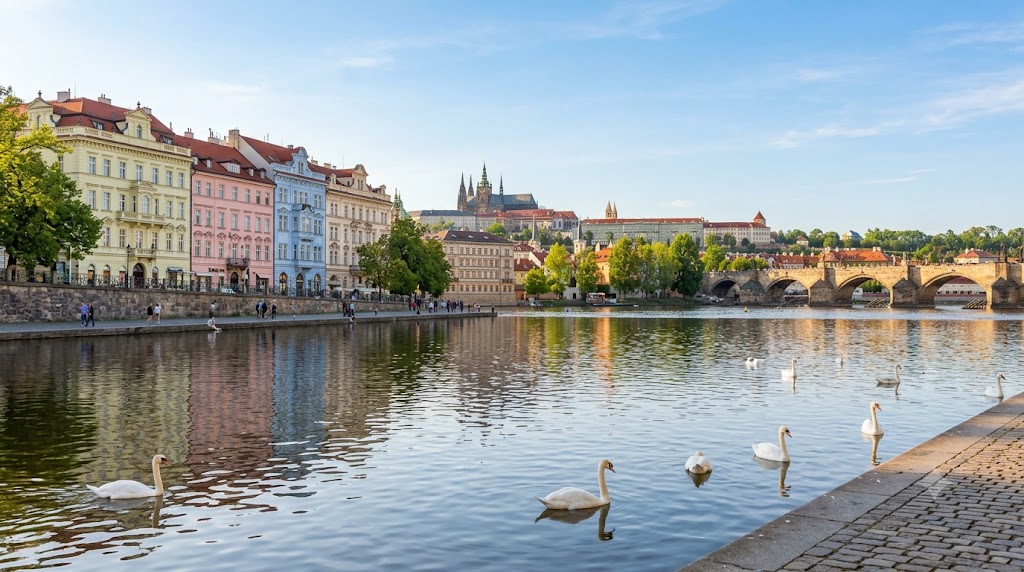 Swans on the Vltava River with colourful historic buildings along the embankment in Prague